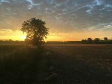 Sonnenaufgang über den Feldern, im Vordergrund ein einzelner Baum, der die Sonne etwas verdeckt. Davor ist bei genauerem Hinsehen ein Hund zu entdecken.